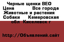 Черные щенки ВЕО › Цена ­ 5 000 - Все города Животные и растения » Собаки   . Кемеровская обл.,Киселевск г.